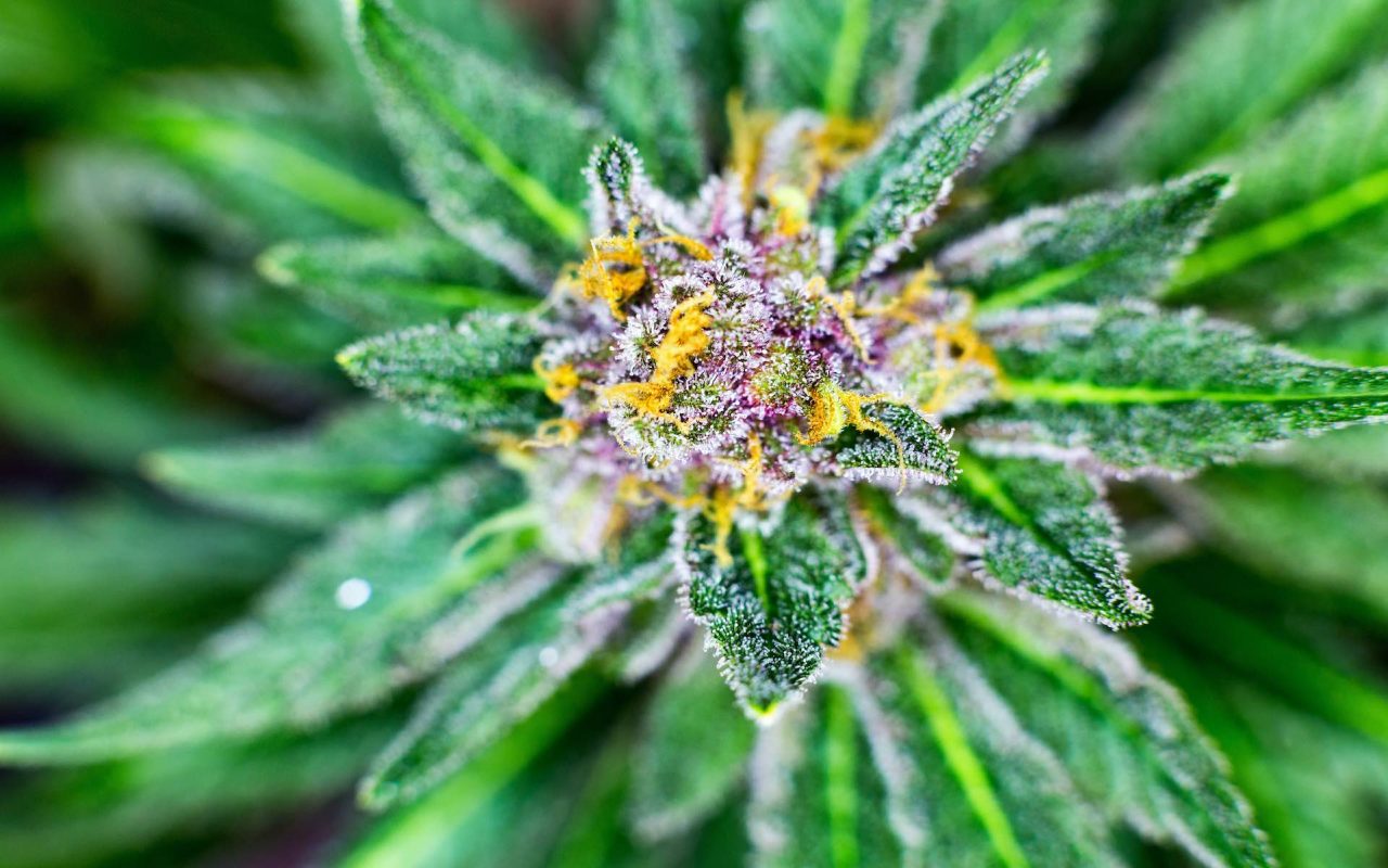 De Beque Cannabis Dispensary Buds Premium & Rare Cannabis Store
